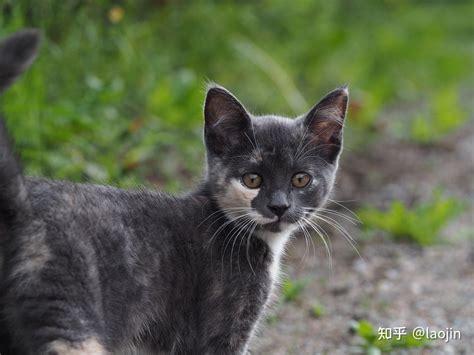 野猫进家什么意思